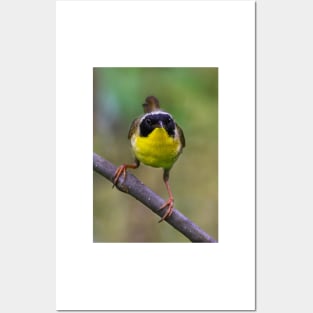 Common Yellowthroat stare Posters and Art